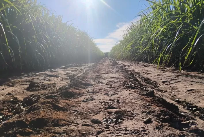 Manejo antecipado da cana-de-açúcar ganha importância para enfrentar seca e extremos climáticos