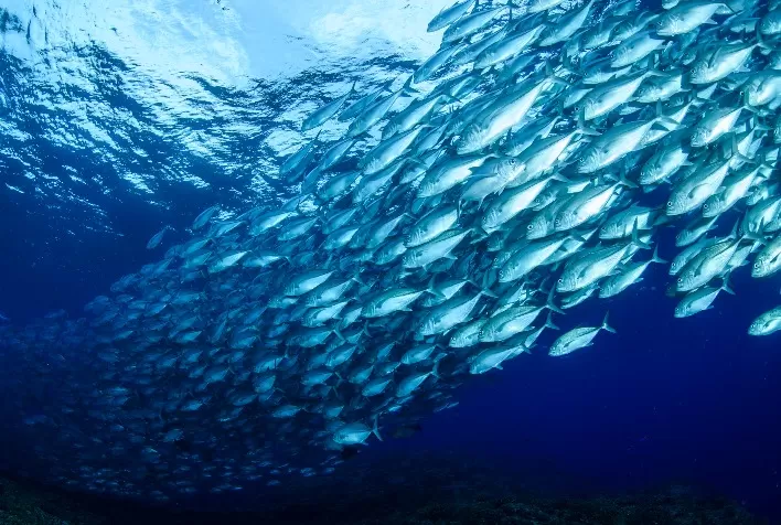 Aquicultura sustentável impulsiona demanda por insumos certificados na produção de salmão no Chile