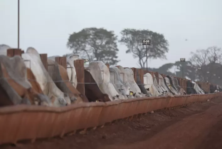 Maximus projeta abater 110 mil bovinos em 2026 e consolida modelo inovador de confinamento no Brasil