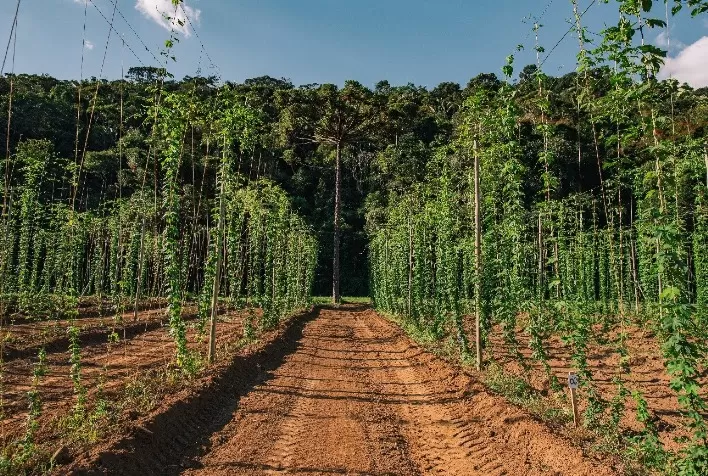 Grupo Petrópolis conquista ouro e bronze na Copa Brasileira de Lúpulo 2026 e fortalece produção nacional do insumo cervejeiro