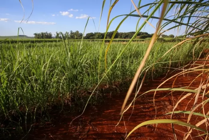 São José do Rio Preto lidera Valor da Produção Agropecuária de São Paulo em 2025 com R$ 26,19 bilhões