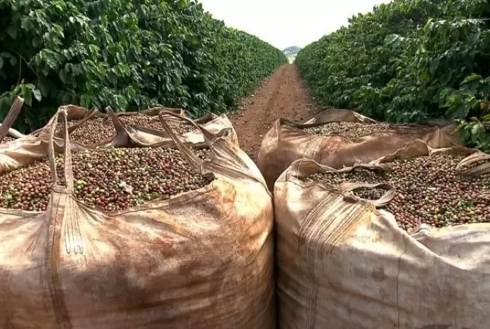 Colheita de café avança para 38,6% na área da Cooxupé e acelera entrada da safra 2025 no mercado