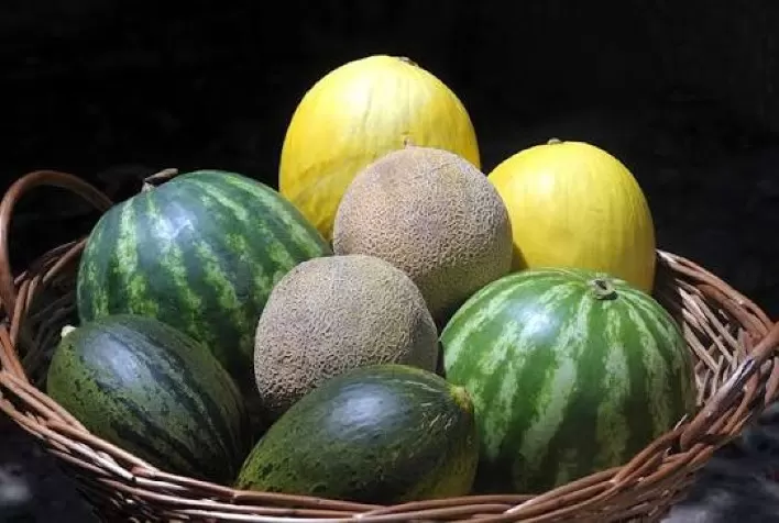 Hortifrúti enfrenta desafios em 2026: virose reduz rentabilidade da melancia em Goiás e exportações de melão recuam com safra europeia