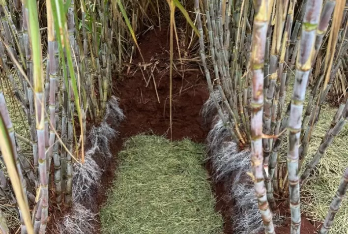 Coopercitrus Expo 2026 destaca novo fungicida para soja, milho e algodão, bioestimulante para cana e soluções contra o greening