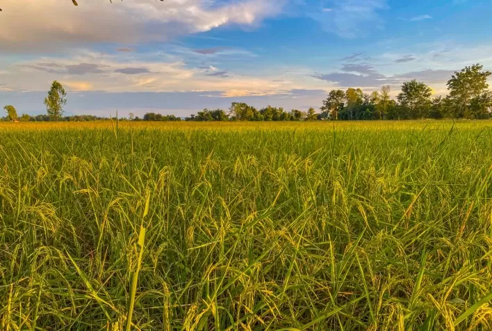 El Niño eleva risco de brusone no arroz e coloca produtores em alerta para a safra 2026/27
