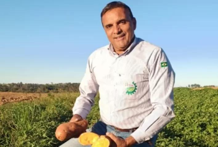 Nova batata-doce biofortificada do IAC aumenta produtividade e conquista produtores com alto valor nutricional