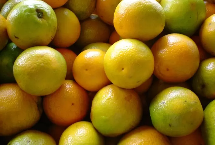 Preço da laranja recua com aumento da oferta em São Paulo, enquanto tahiti dispara na entressafra