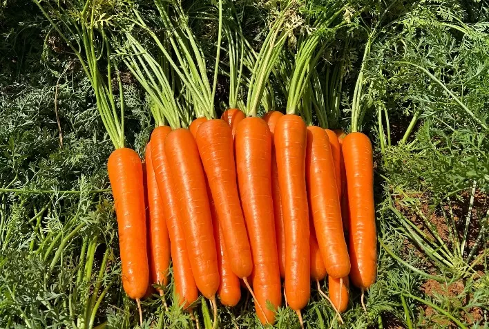 Safra de inverno amplia oferta de cenoura em Minas Gerais e derruba preços ao produtor