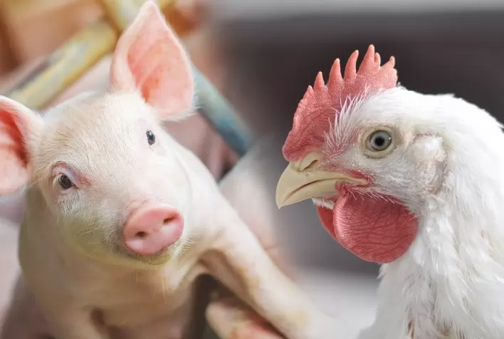 Custo de produção do frango sobe no Paraná e do suíno recua em Santa Catarina em junho, aponta CIAS