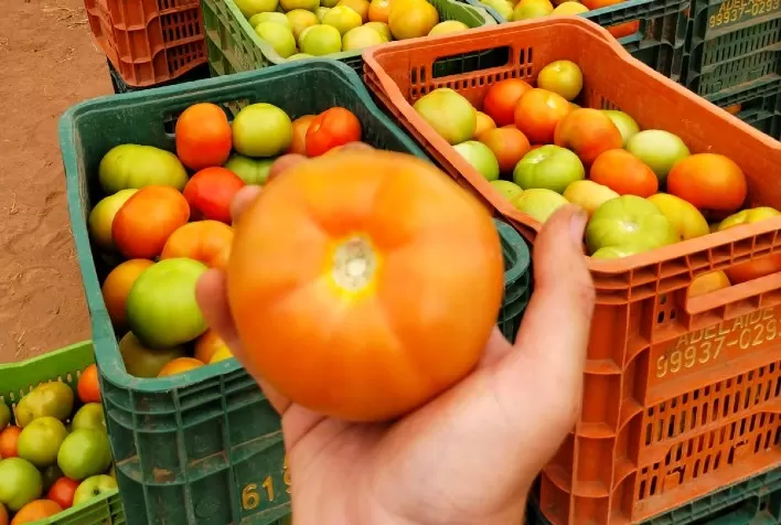 Preço do tomate Carmem despenca 62% em um mês e atinge menor valor de 2026 na CEAGESP