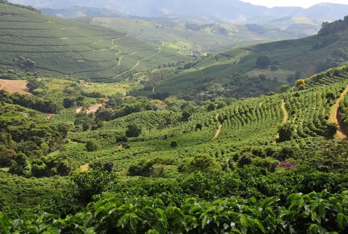 El Niño pode impactar safra de café 2026/27: Fórum Café e Clima da Cooxupé debate riscos e estratégias para produtores
