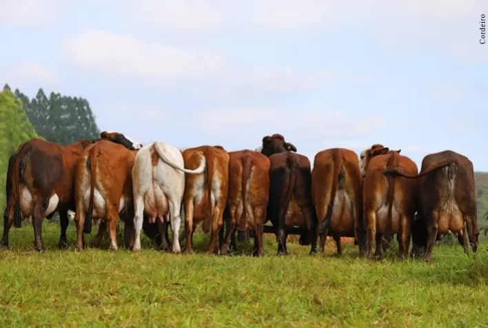 Simbrasil impulsiona investimento de R$ 5,5 milhões em projeto leiteiro de alta produtividade em Minas Gerais