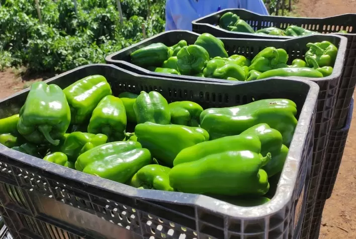 Produção de pimentão: qualidade dos frutos se torna chave para aumentar rentabilidade no campo