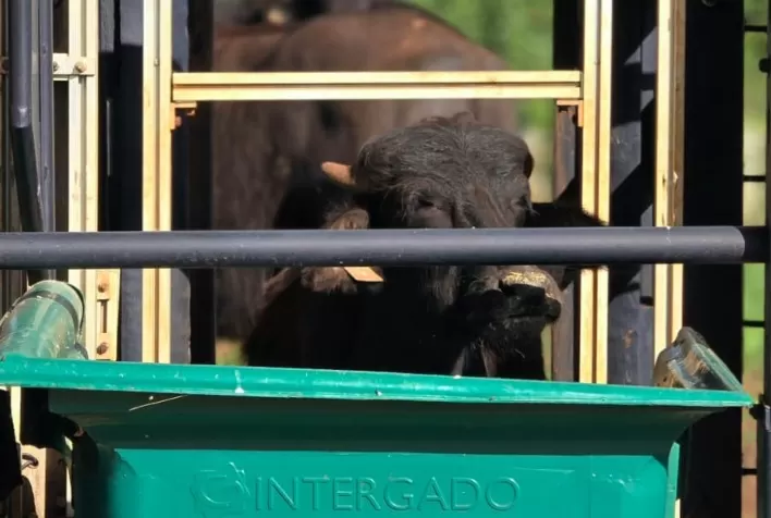 Pesquisa inédita identifica búfalos mais eficientes e pode reduzir custos com alimentação na pecuária