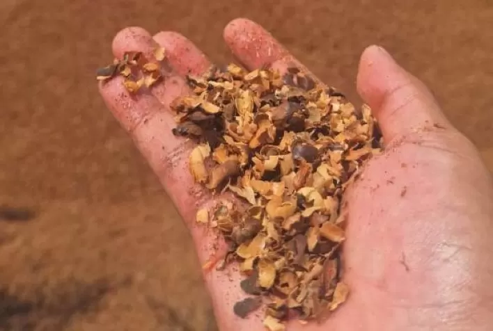 Biochar produzido com resíduos agrícolas pode reduzir custos e aumentar eficiência das lavouras