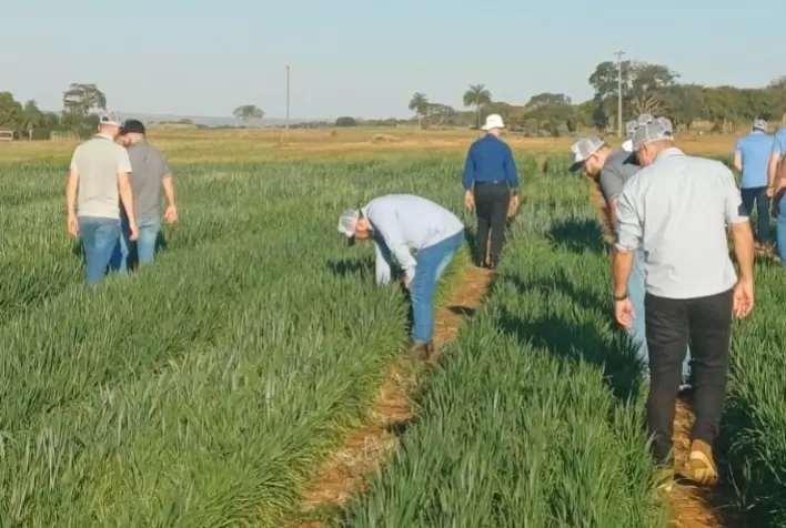 Trigo tropical ganha espaço no Brasil Central e pode reduzir dependência de importações do cereal
