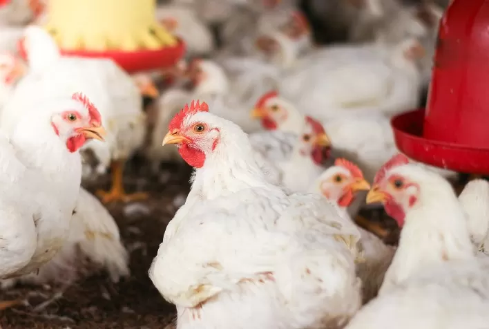 Minerais bi-quelatados reduzem lesões em frangos de corte e aumentam rendimento das carcaças, revela estudo com 8 milhões de aves