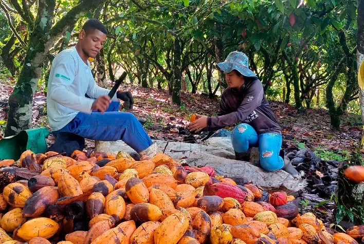 Plano Safra impulsiona produção de cacau na Bahia e eleva produtividade de agricultor familiar em mais de 60%