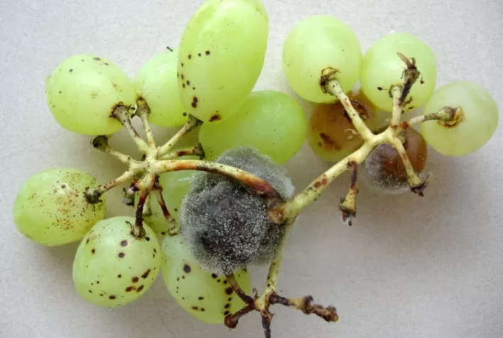 Pesquisa da Embrapa revela avanço no uso de fungo natural contra podridão cinzenta em culturas agrícolas