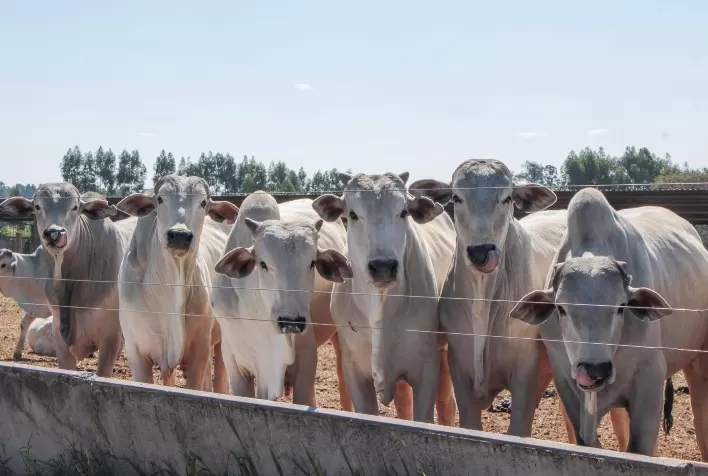 Seca intensifica desafios na pecuária brasileira e acelera adoção de sistemas mais resilientes no campo