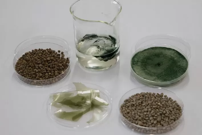 Novo fertilizante com proteção biológica aumenta sobrevivência de fungo benéfico e pode revolucionar uso de bioinsumos no campo