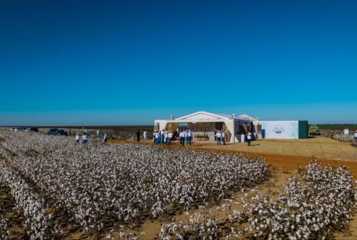 Bayer anuncia nova geração da tecnologia Bollgard para algodão e aposta em biotecnologia para elevar produtividade no Brasil