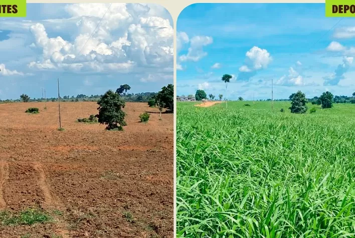 Escolha da semente de pastagem define produtividade, qualidade do rebanho e longevidade da área