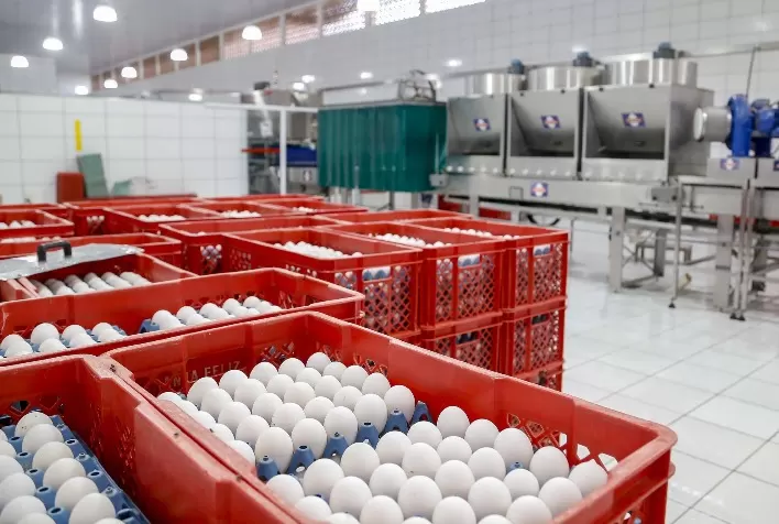 Preços dos ovos recuam em julho e atingem menor média de 2026