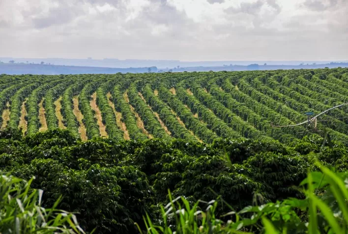 El Niño ameaça café brasileiro e especialistas alertam para manejo antecipado nas lavouras