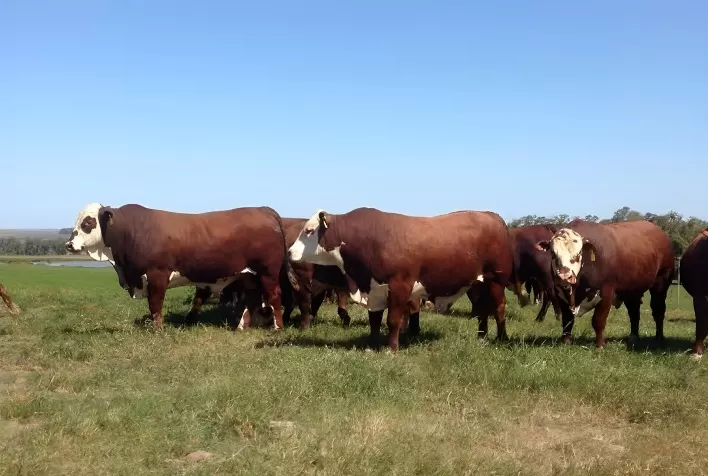 Programa Touro Jovem seleciona reprodutores de elite entre o 1% superior da genética bovina