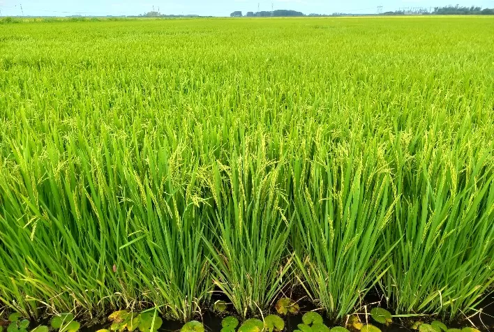 Arroz ganha protagonismo no Brasil com e-book que revela importância do cereal para alimentação, economia e sustentabilidade