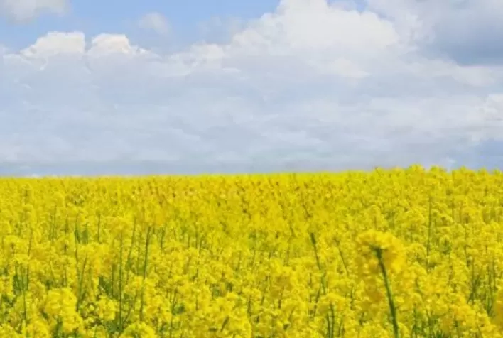 Mosaic e Elicit Plant unem forças para desenvolver tecnologia contra estresse hídrico na canola da América do Norte