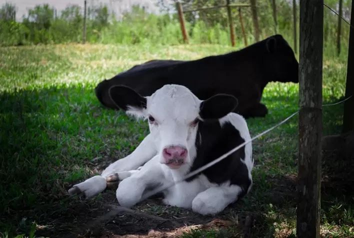 Manejo nas primeiras horas de vida define futuro produtivo de bezerros no rebanho leiteiro