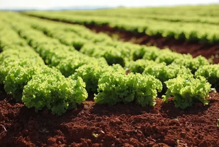 Inverno exige cuidados redobrados no cultivo de hortaliças e frutas para evitar perdas no campo