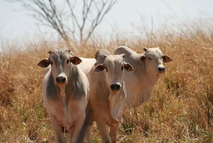 Nutrição estratégica na seca: manejo alimentar evita perdas e mantém produtividade do gado de corte