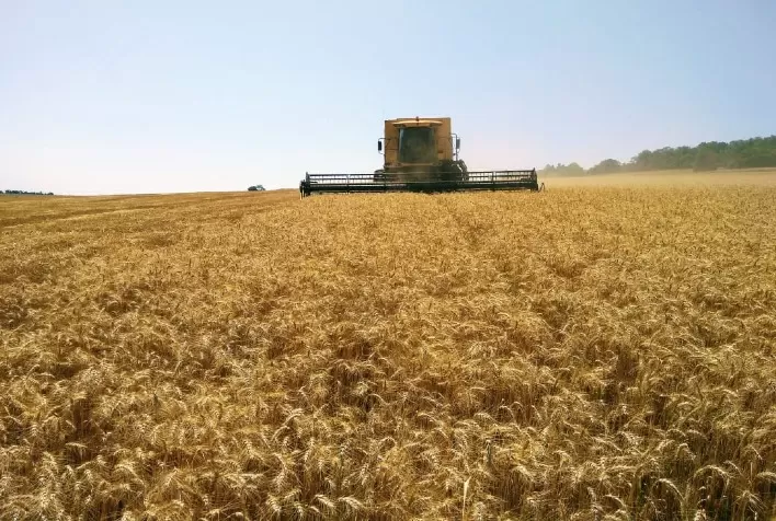 Preço do trigo sobe no mercado internacional com tensão entre Rússia e Ucrânia, enquanto negociações seguem lentas no Brasil