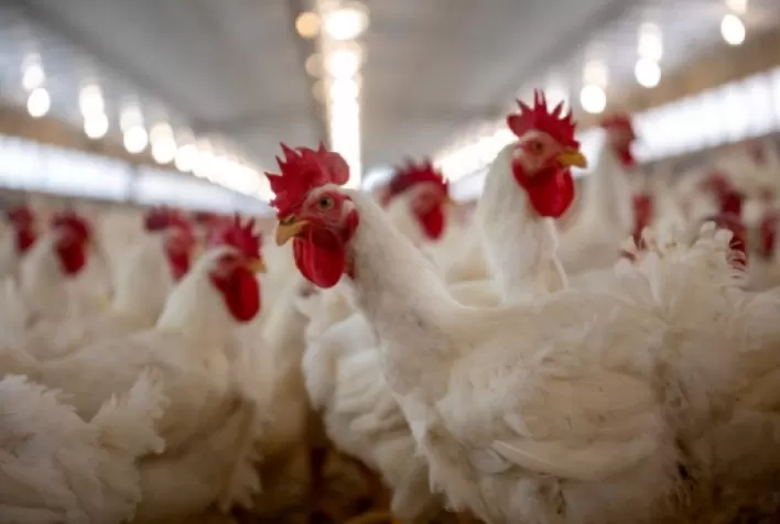 Doença de Newcastle: prevenção, vacinação e biosseguridade garantem proteção dos plantéis e fortalecem a avicultura brasileira