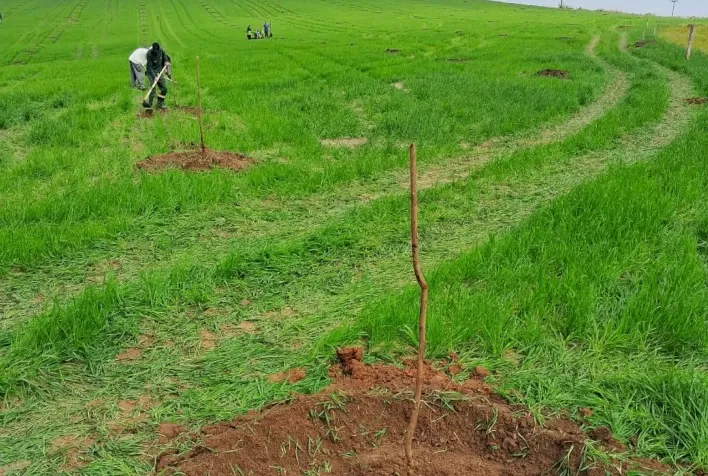Poda de inverno e controle de doenças são essenciais para garantir produtividade da noz-pecã na próxima safra