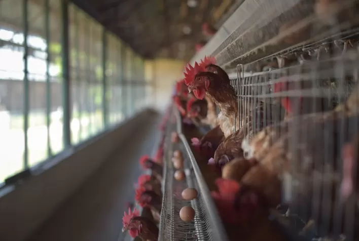 Digestibilidade das aves de postura: qualidade da ração e uso de enzimas são decisivos para produtividade e qualidade dos ovos