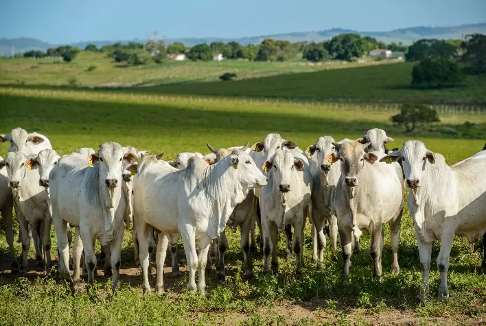 Pecuária sul-americana acelera modernização e amplia demanda por equipamentos de contenção bovina