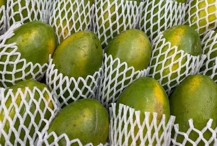 Preço do mamão recua em 2026 e produtores enfrentam custos mais altos e desafios climáticos, aponta Cepea