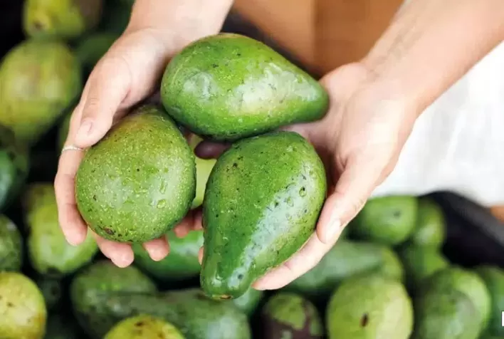 Preço do avocado despenca mais de 60% em um ano na CEAGESP e amplia oportunidades de compra