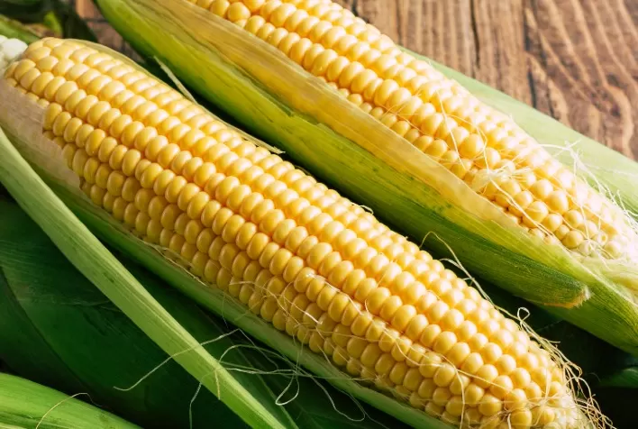 Mercado de milho segue travado no Brasil com produtores segurando vendas e compradores reduzindo negócios
