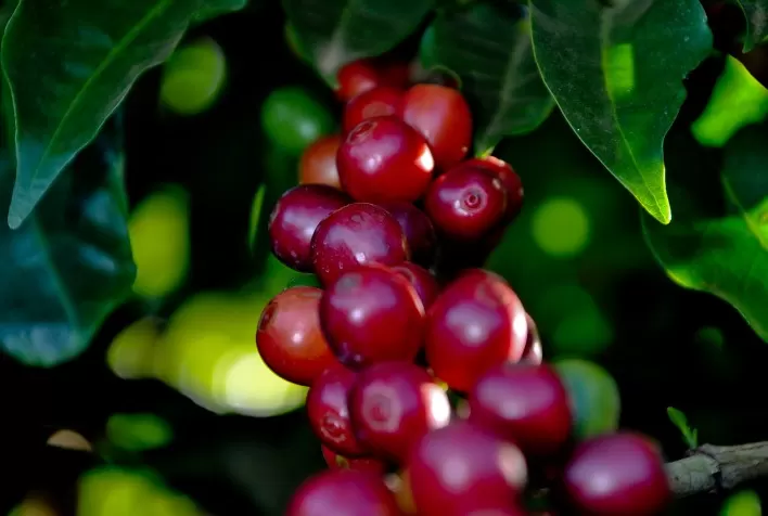 Prêmio Ernesto Illy 2026 abre inscrições para eleger os melhores cafés sustentáveis do Brasil