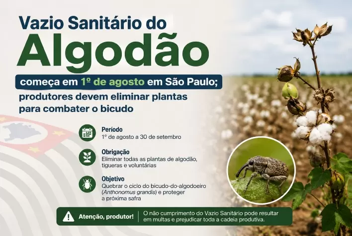 Vazio Sanitário do Algodão começa em 1º de agosto em São Paulo; produtores devem eliminar plantas para combater o bicudo