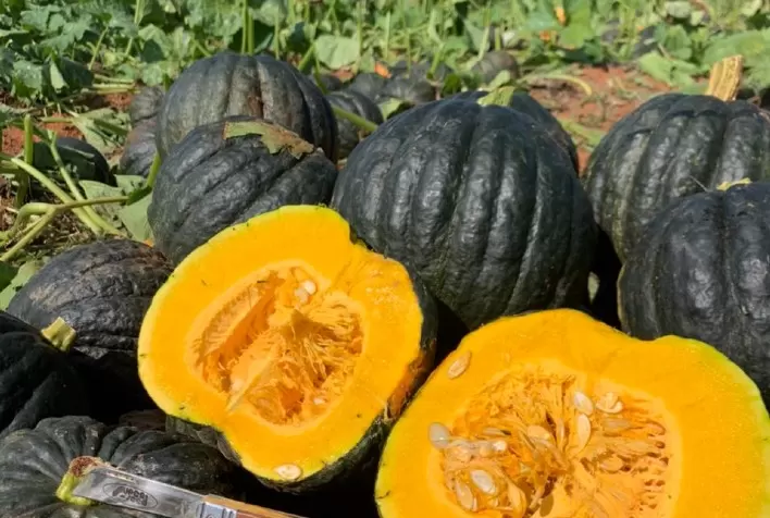 Produção de abóbora cabotiá: florada intensa não garante alta produtividade nem colheita de qualidade