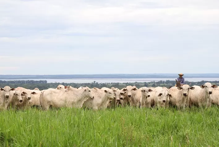 Leilão CV Nelore Mocho movimenta pecuária nacional e vende 382 animais para compradores de 14 estados