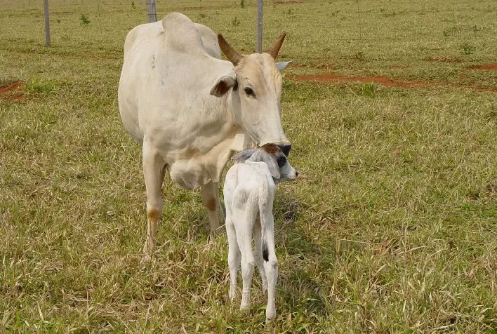 Seca exige manejo estratégico na pecuária: cria e recria precisam de suplementação, sanidade e planejamento