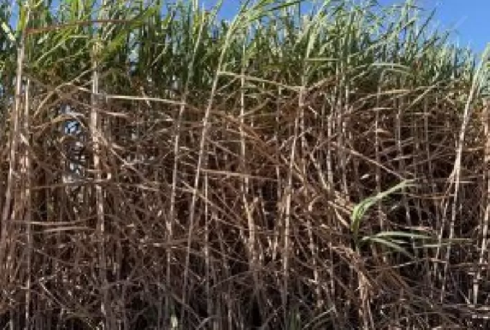 Nova variedade de cana-de-açúcar supera 160 toneladas por hectare e aumenta potencial de produção de açúcar em Minas Gerais