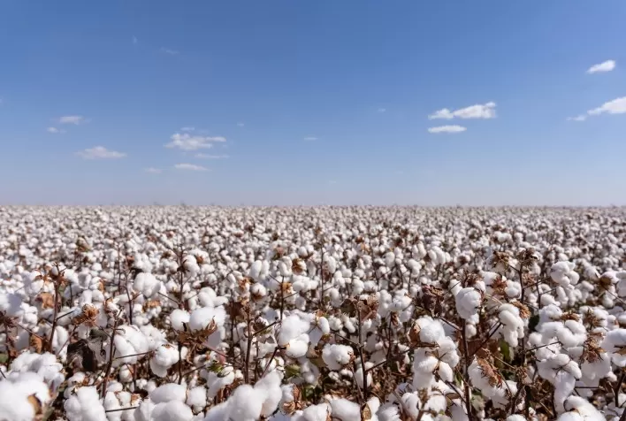 Algodão de Mato Grosso pode atingir produtividade recorde na safra 2025/26, aponta Imea